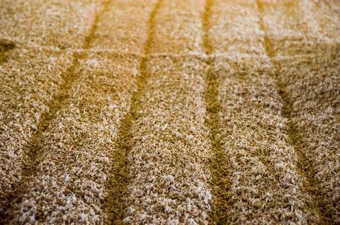 Malting barley Stock Photos