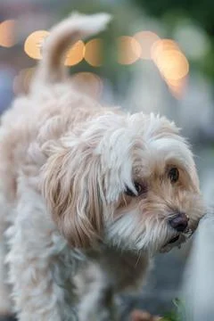 Maltipoo dog looking with curious expression outdoors Foto stock