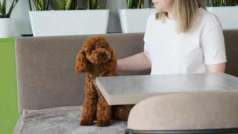 Maltipoo dog sits next to its owner at cafe table showing how pleasant it is to Stock Footage 280079154