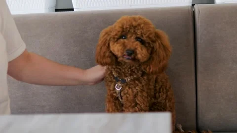Maltipoo dog sits next to its owner at restaurant enjoying each other company Stock Footage 280079802