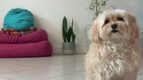 Maltipoo Looking Behind Camera Inside Cozy Living Room Stock Footage 330673438