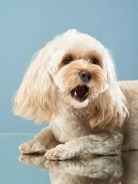 Maltipoo lying down and looking up playfully Stock Photos