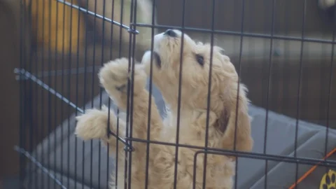 Maltipoo Puppy Stock Footage 122375386