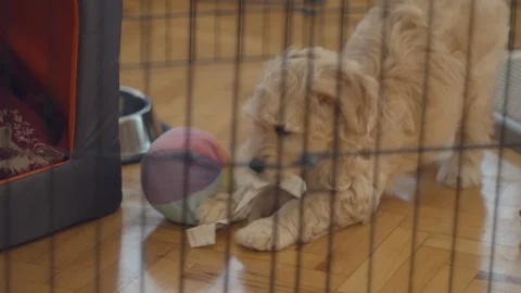 Maltipoo Puppy Stock Footage 122380287