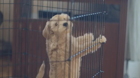 Maltipoo Puppy Stock Footage 122380763
