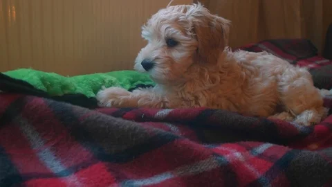 Maltipoo Puppy Stock Footage 123023449