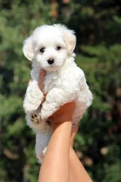 Maltipoo puppy posing. Small Maltese dog sitting in human hands. Family pet Stock Photos