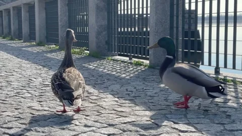 Maltipoo Running Toward Ducks Making Them Fly Away Funny Moment Stock Footage 330673433