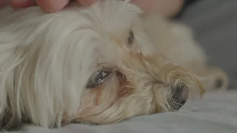Maltipoo Turning Toward Camera While Being Gently Petted Stock Footage 330752158