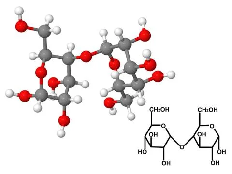 Maltose molecule with chemical formula Stock Illustration