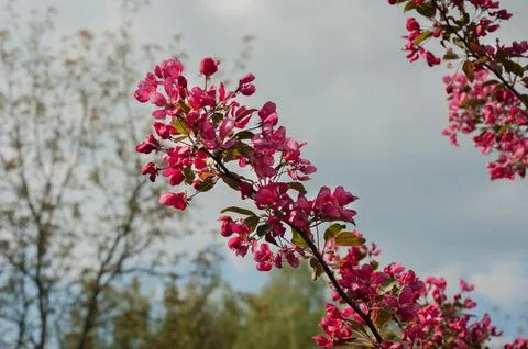 Malus apple tree scarlet bright flowering during springtime Stock Photos