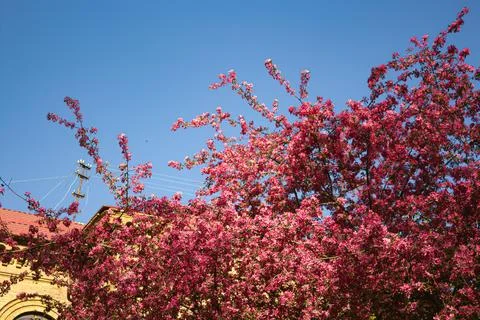 Malus 'Cardinal' crab apple tree in blossom in the spring sunshine. Ornamen.. Stock Photos