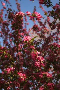 Malus Cardinal crab apple tree in blossom in the spring sunshine. Ornamental Stock Photos