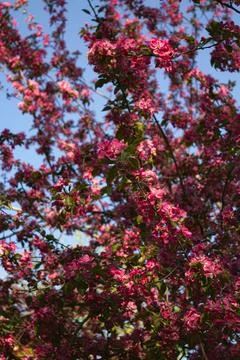 Malus Cardinal crab apple tree in blossom in the spring sunshine. Ornamental Stock Photos