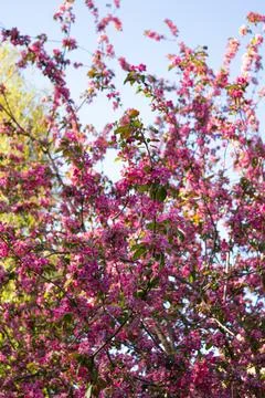 Malus Cardinal crab apple tree in blossom in the spring sunshine. Ornamental Stock Photos