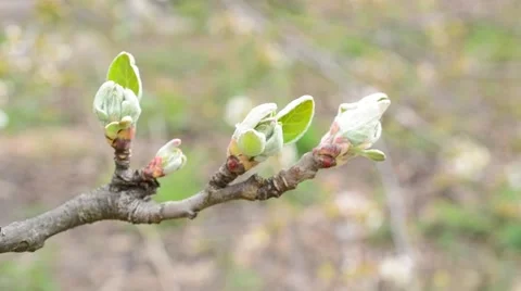 Malus domestica. Close-up of opening leaf buds of apple tree Video stock 49690509