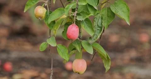 Malus Mill apple tree in slow motion Stock Footage 279498070