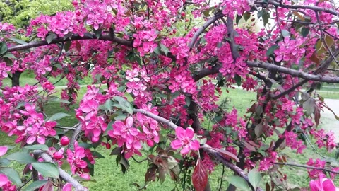 Malus Paradise Apple Stock Footage 153668341