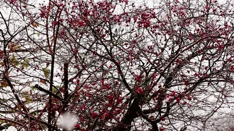 Malus Prunifolia in winter Stock Footage 71713292