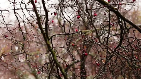 Malus Prunifolia in winter Stock Footage 71714141