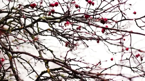 Malus Prunifolia in winter Stock Footage 71714331