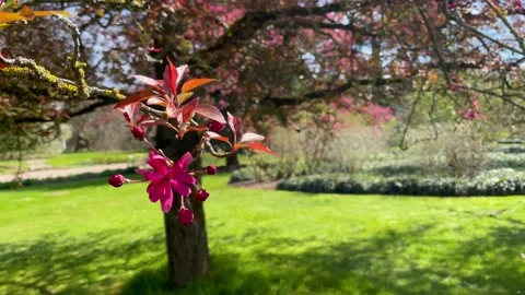 Malus Tree Blossom during warm spring day Stock Footage 152999491