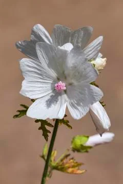 Malva 'Alba' 스톡 사진