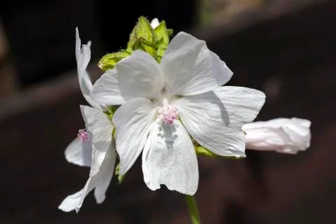 Malva 'Alba' 스톡 사진