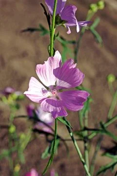 Malva alcea flower Stock Photos