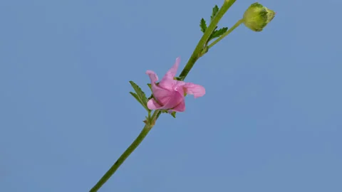 Malva flower timelapse Stock Footage 147855196