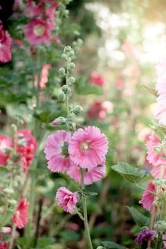 Malva flowers Stock Photos