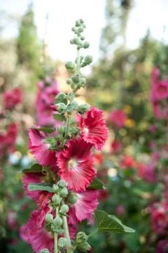 Malva flowers Stock Photos