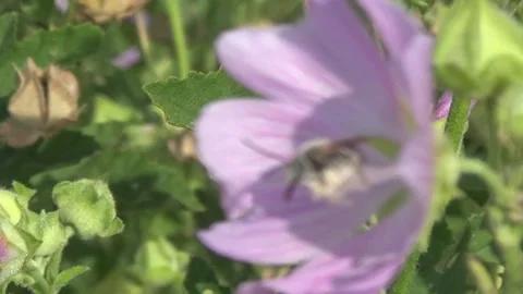 Málva móschata, mallow bush, bee, meadow, summer, flora of Ukraine. Stock Footage 340186260