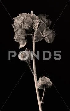 Malva moschata Stock Photos