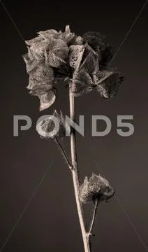 Malva moschata Stock Photos