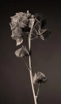 Malva moschata 写真素材