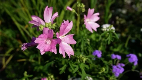 Malva Moschata Rosea Stock Footage 207083179