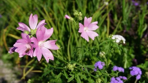 Malva Moschata Rosea Stock Footage 207083215
