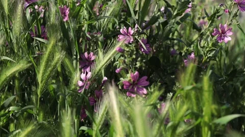 Malva multiflora Stock Footage 238865053
