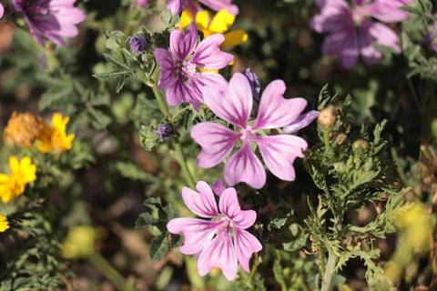Malva multiflora (Μολόχα) Stock Photos