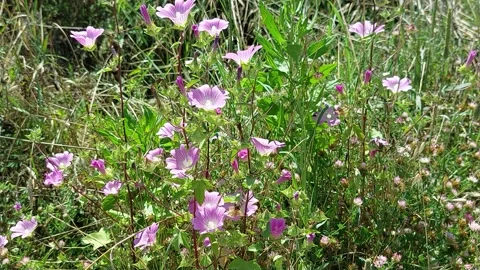 Malva Punctata in the meadow 스톡 동영상 245853989