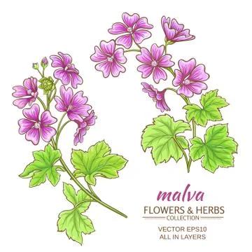 Malva vector set Stock Illustration