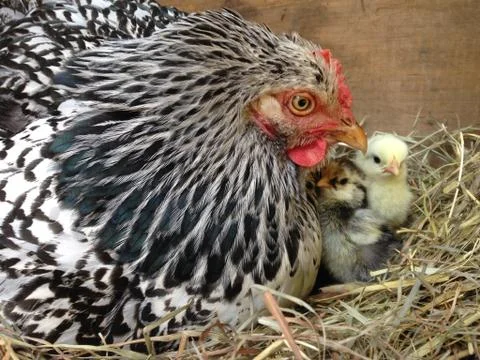 Mama and chicks Stock Photos