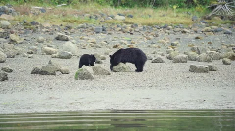 Mama Bear and Cub Feeding 09 24fps 1080p Stock Footage 55016936