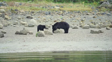 Mama Bear and Cub Feeding 09 60fps SLOWED to 24fps 1080p Stock Footage 55019540