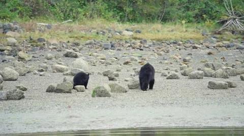 Mama Bear and Cub Feeding 09 60fps 1080p Stock Footage 55119950