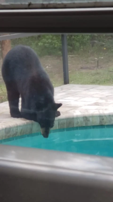 Mama Bear and Cub Visit Backyard Pool, Naples, Florida, USA - 22 May 2023 Vidéo 242525046