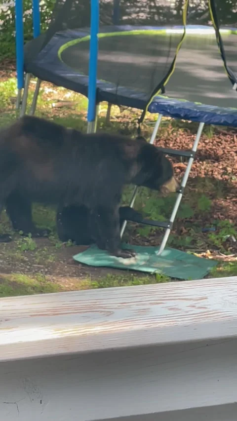 Mama Bear and Cubs Play on Trampoline, Asheville, North Carolina, USA - 26 Jun 2 Stock Footage 339036538