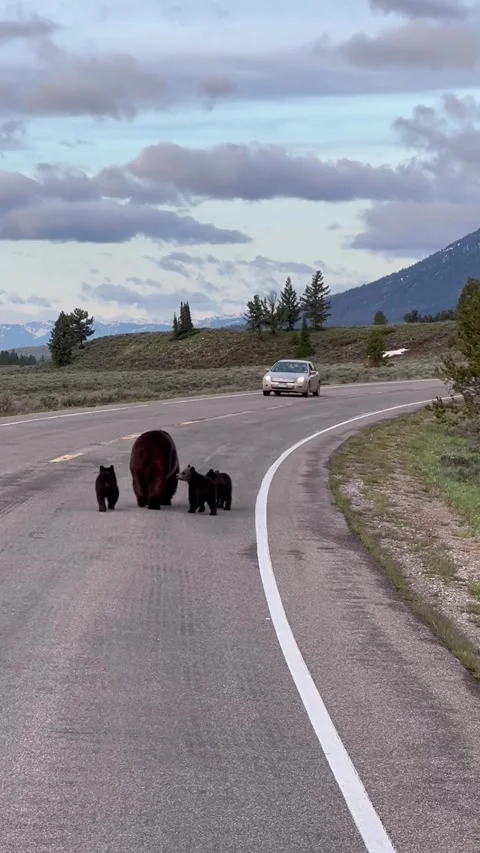Mama Bear and Cubs Walking on Road in Grand Teton National Park, Grand Teton Nat Stock Footage 332242775