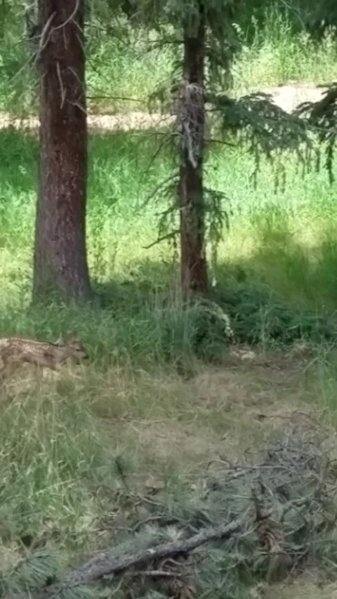 Mama Bear Attacks Fawn While Cubs Watch From Tree, Woodland Park, Colorado, USA  Stock Footage 205286688